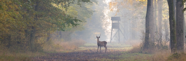 Young red deer standing in forest in autumn. Watch tower in background